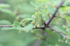 Securinega leucopyrus